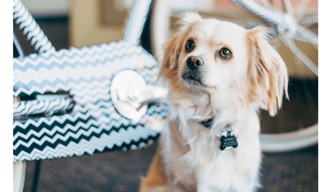 How My Rescue Dog Became a Not-So-Fluffy Part of Clever Ducks IT Support Operations in Downtown SLO
