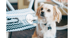 Falkor the office dog SLO