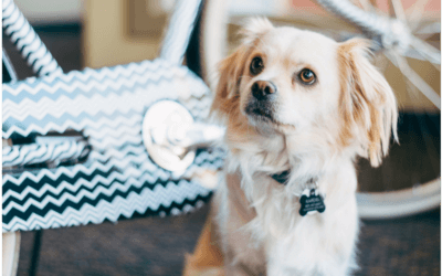 How My Rescue Dog Became a Not-So-Fluffy Part of Clever Ducks IT Support Operations in Downtown SLO