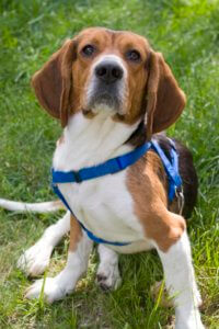 A portrait of a cute young beagle puppy sitting funny in the grass.