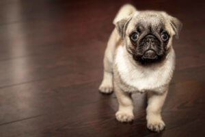 Why dogs are good for SLO businesses.