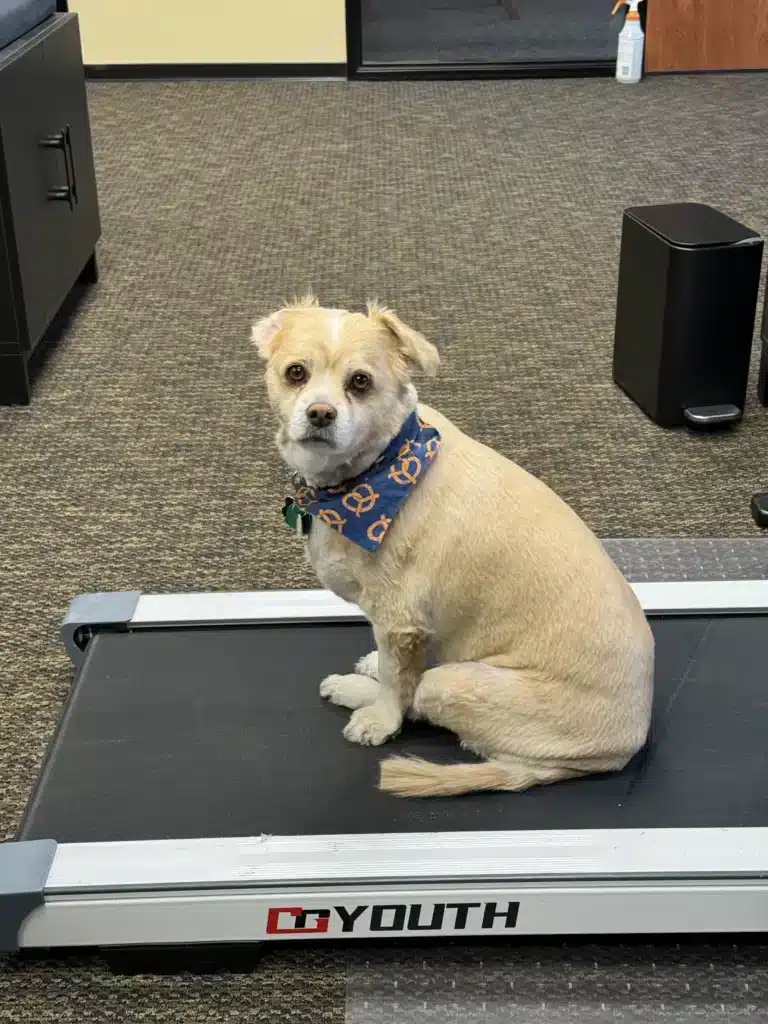 Falkor, a small tan dog with a bandana, sitting on a treadmill in the office